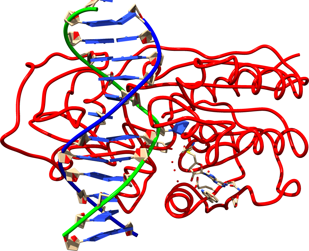 Hha1 protein with DNA and SAH ligand docked in the active site